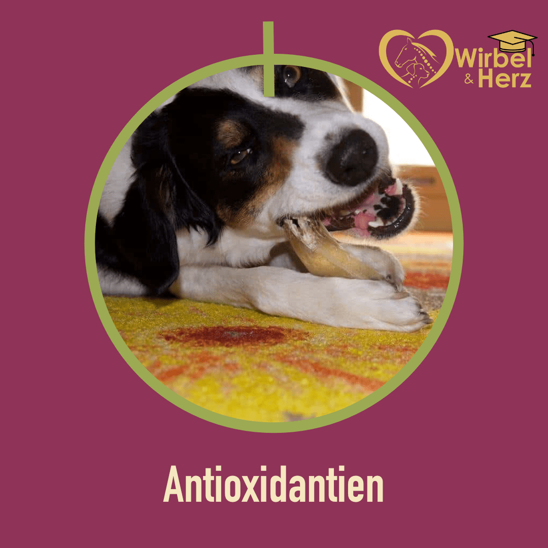 Was sind eigentlich Antioxidantien?