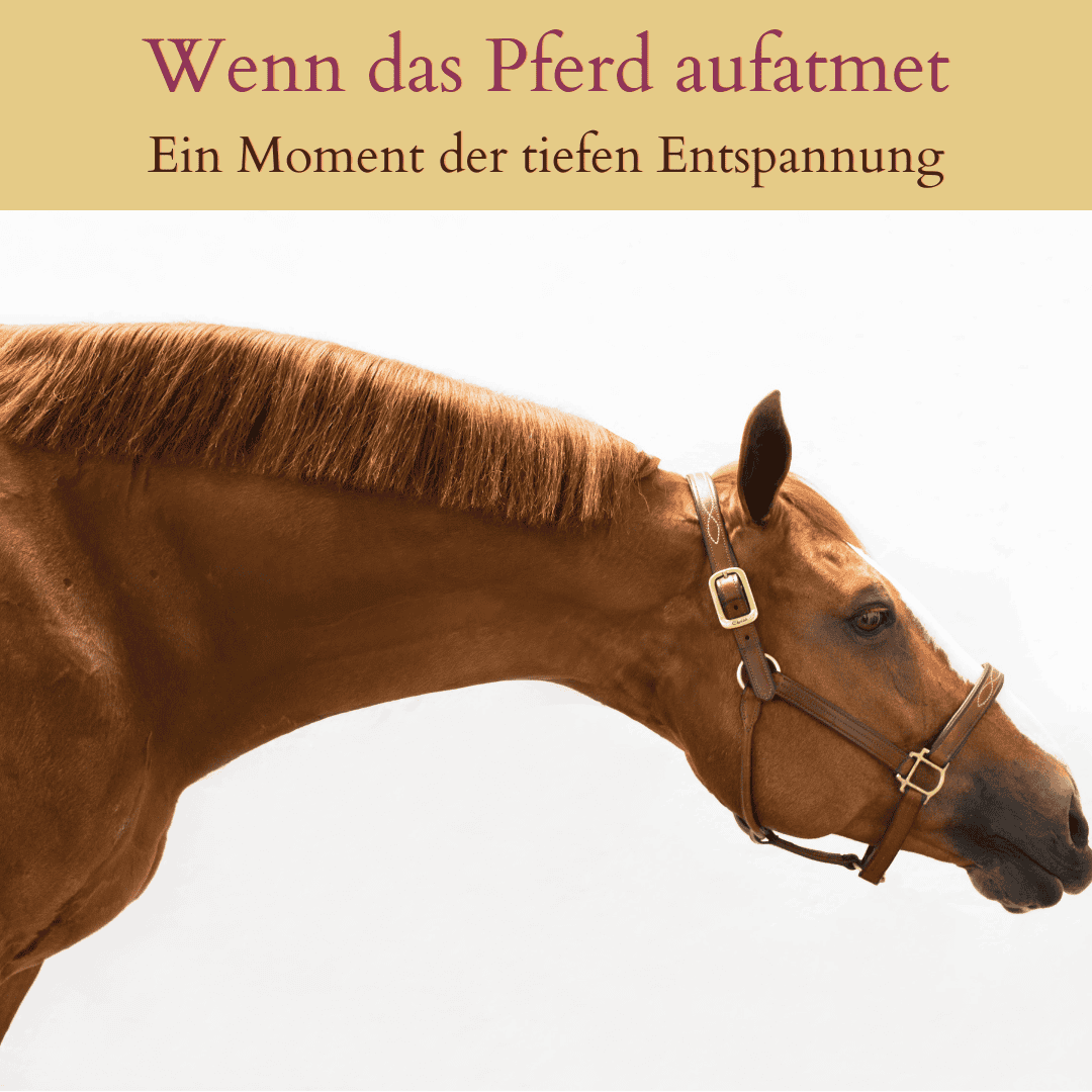 Wenn das Pferd aufatmet